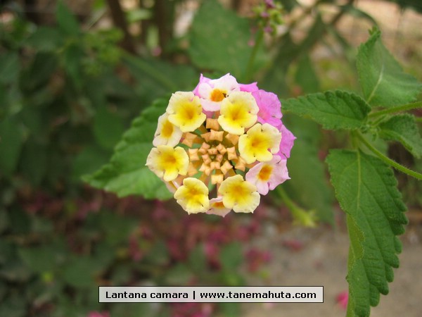 Lantana camara.JPG