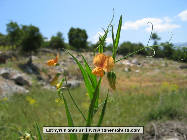 Lathyrus annuus.jpg