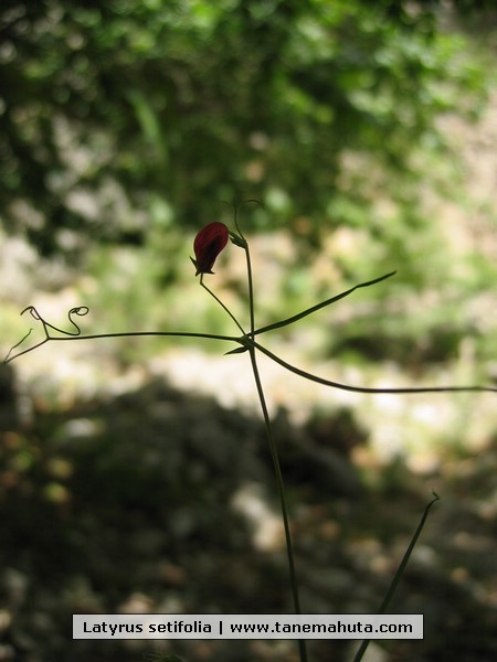 Latyrus setifolia.JPG