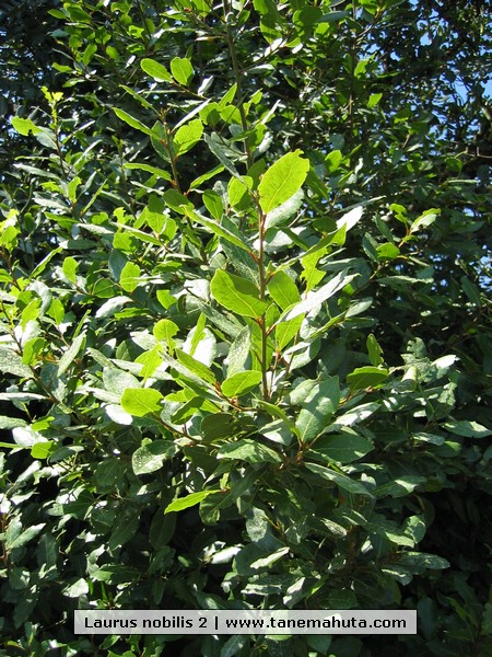 Laurus nobilis 2.jpg