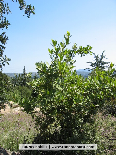 Laurus nobilis.JPG