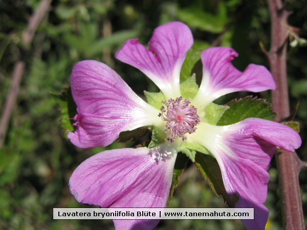 Lavatera bryoniifolia Blte.jpg