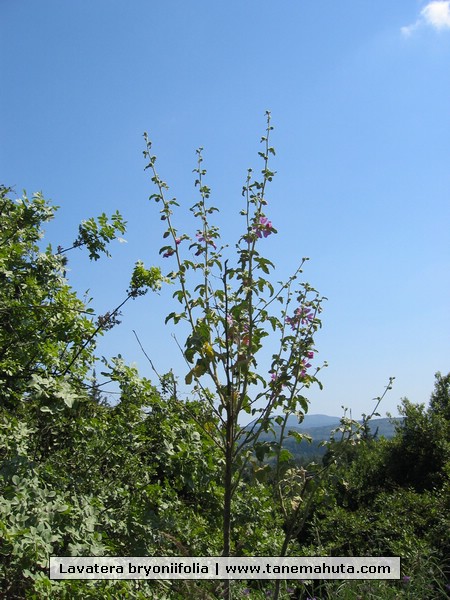 Lavatera bryoniifolia.JPG