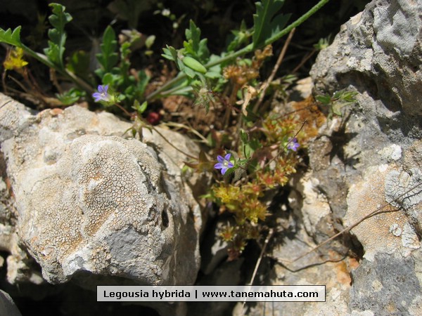 Legousia hybrida.JPG