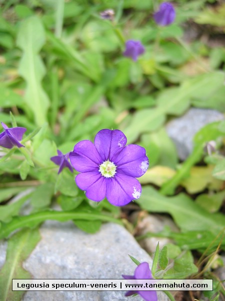 Legousia speculum-veneris.JPG