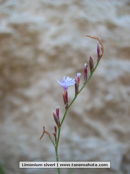 Limonium siveri.JPG