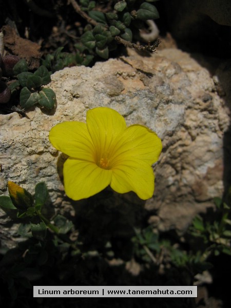 Linum arboreum.jpg