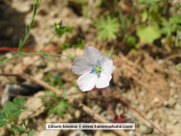 Linum bienne.JPG