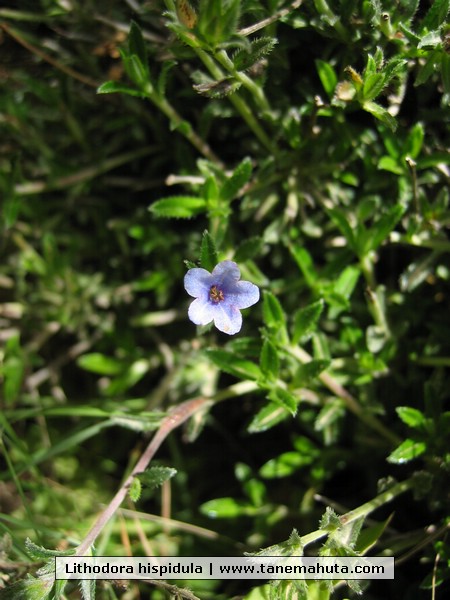 Lithodora hispidula.JPG