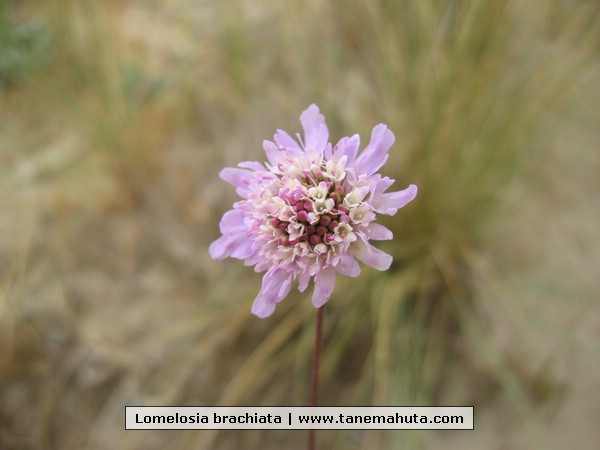 Lomelosia brachiata.JPG