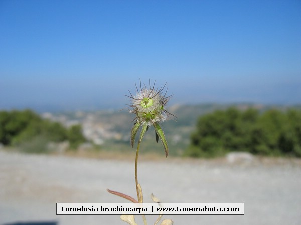 Lomelosia brachiocarpa.jpg