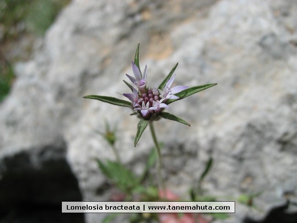 Lomelosia bracteata.JPG