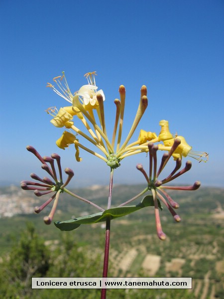 Lonicera etrusca.JPG