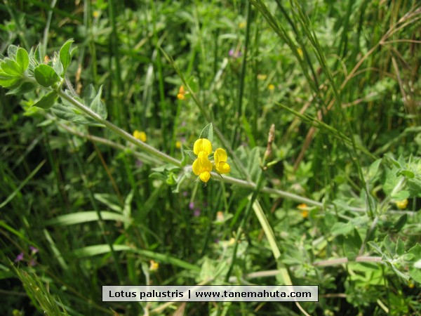 Lotus palustris.jpg