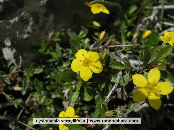 Lysimachia serpyllifolia.jpg