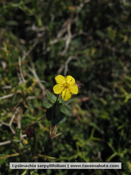 Lysimachia serpyllifolium.JPG