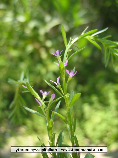 Lythrum hyssopifolium.JPG