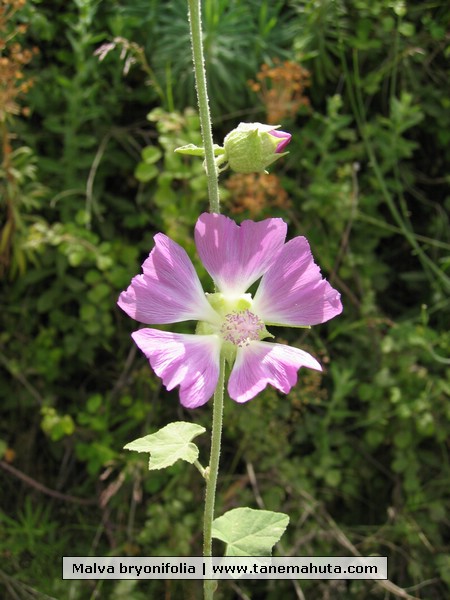 Malva bryonifolia.jpg