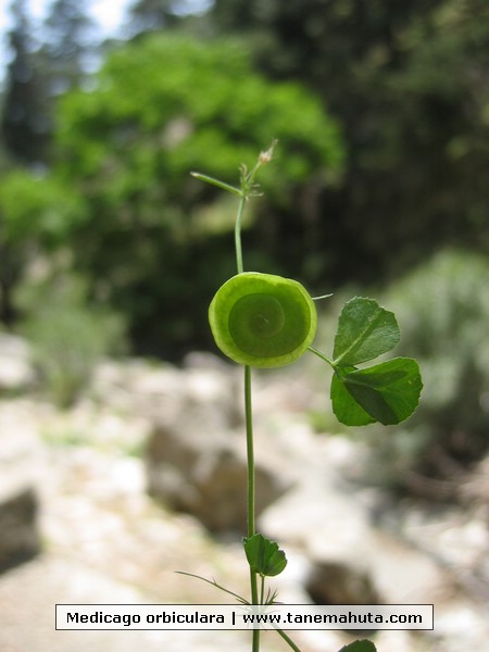 Medicago orbiculara.JPG