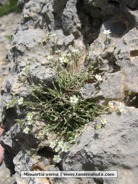 Minuartia verna.jpg