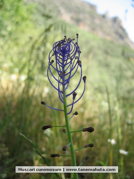 Muscari cummosum.JPG