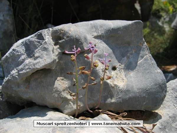 Muscari spreitzenhoferi.JPG