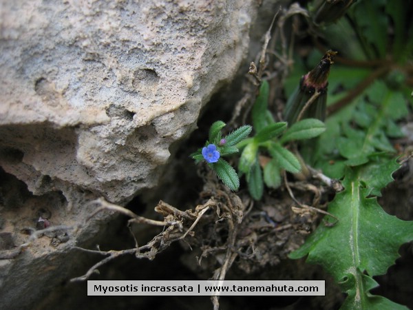 Myosotis incrassata.JPG