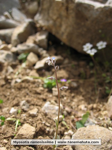 Myosotis ramosissima.JPG