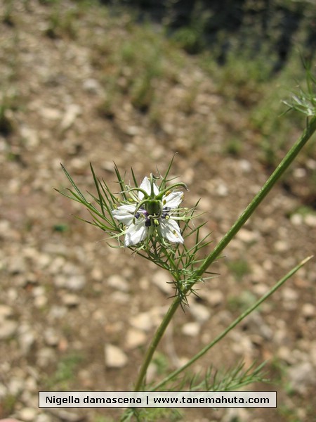 Nigella damascena.JPG