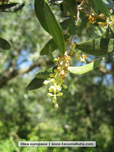 Olea europaea.JPG