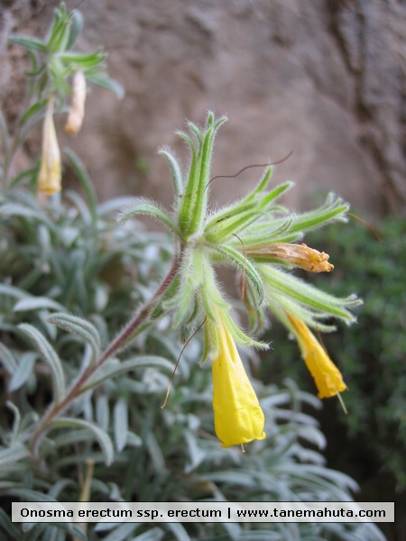 Onosma erectum ssp. erectum.JPG