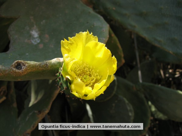 Opuntia ficus-indica.JPG