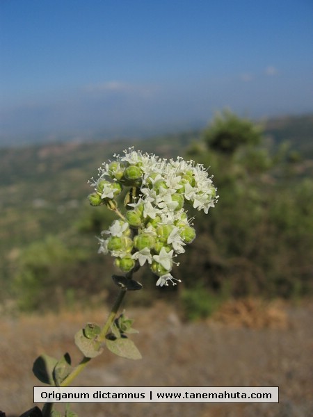 Origanum dictamnus.JPG