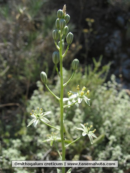 Ornithogalum creticum.JPG