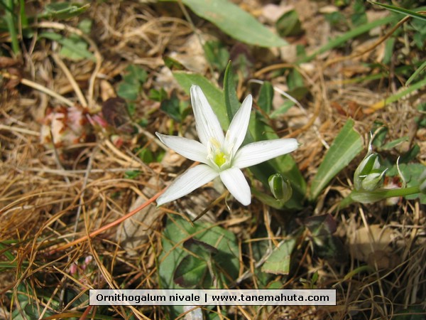 Ornithogalum nivale.JPG