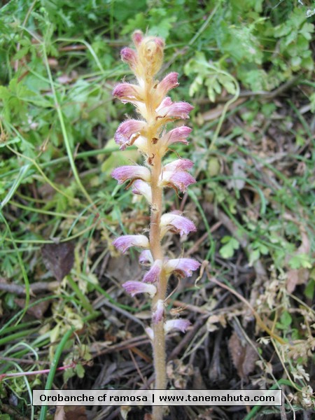 Orobanche cf ramosa.jpg