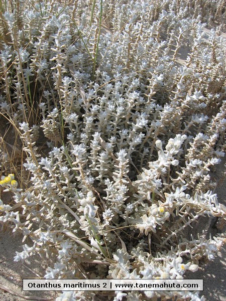 Otanthus maritimus 2.jpg