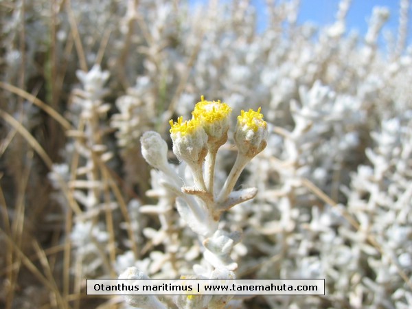 Otanthus maritimus.JPG