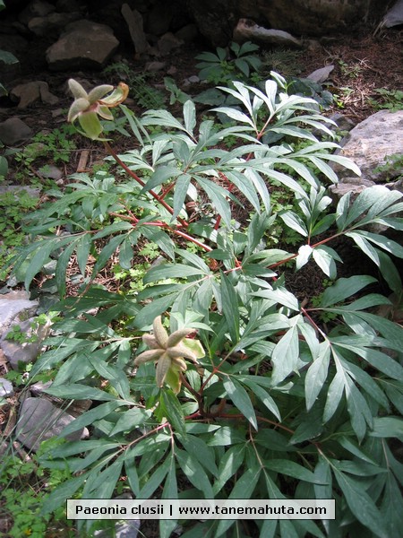 Paeonia clusii.JPG