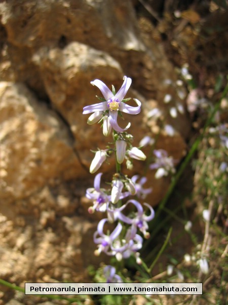 Petromarula pinnata.JPG