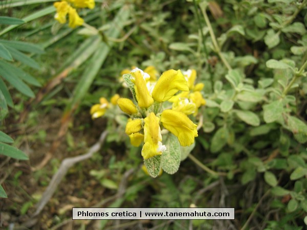 Phlomes cretica.JPG