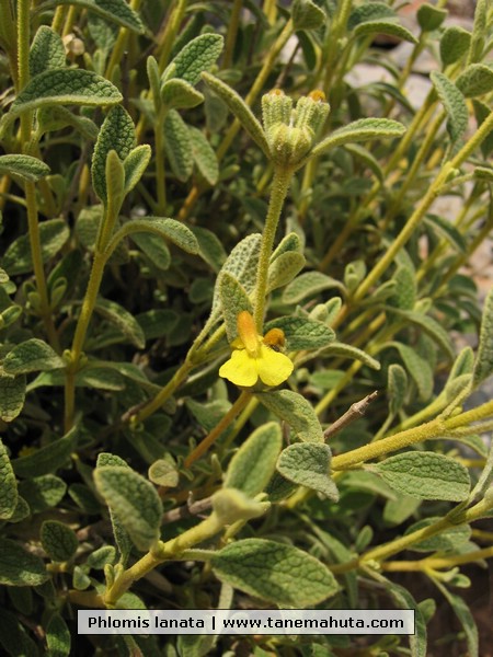 Phlomis lanata.JPG