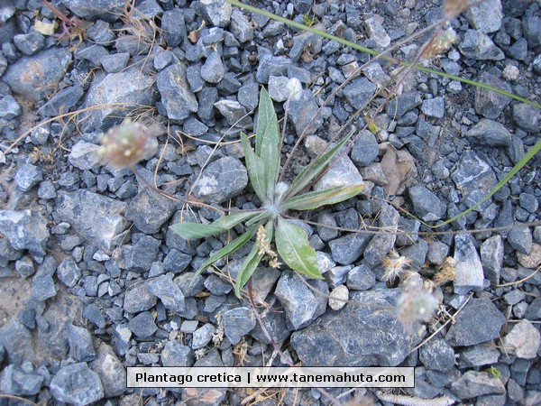 Plantago cretica.jpg