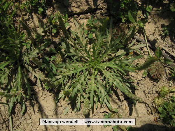 Plantago wendelii.JPG