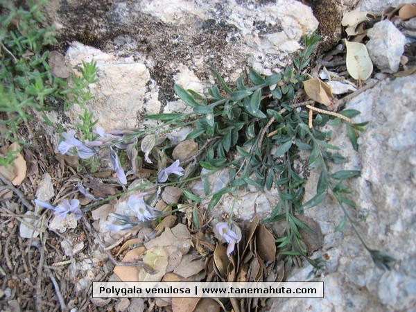 Polygala venulosa.JPG