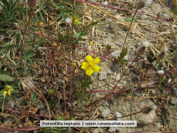 Potentilla reptans.jpg