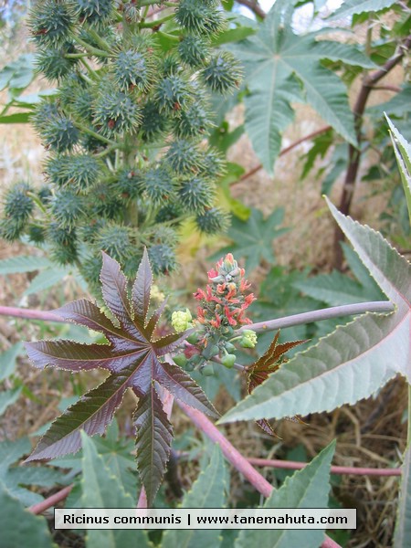 Ricinus communis.JPG