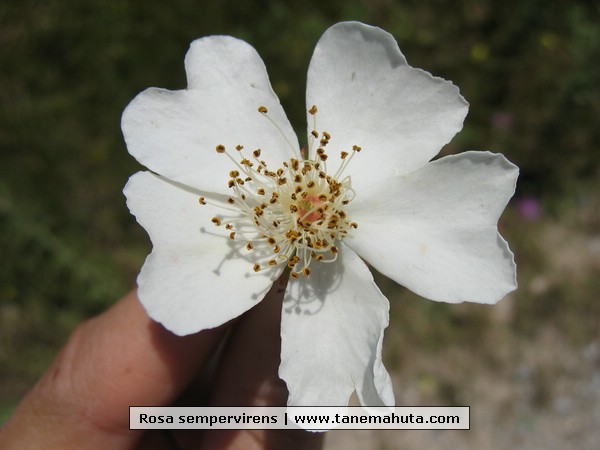 Rosa sempervirens.JPG