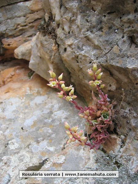 Rosularia serrata.JPG