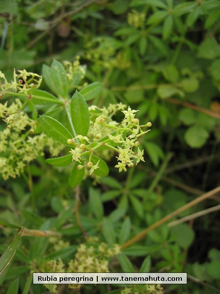 Rubia peregrina.jpg